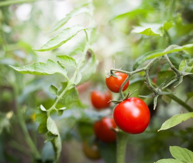 Bahçe içinde taze domates