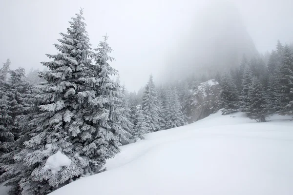 Les sapins dans la neige — Photo