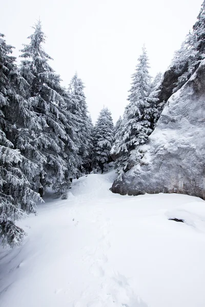 在雪中的冷杉 — 图库照片