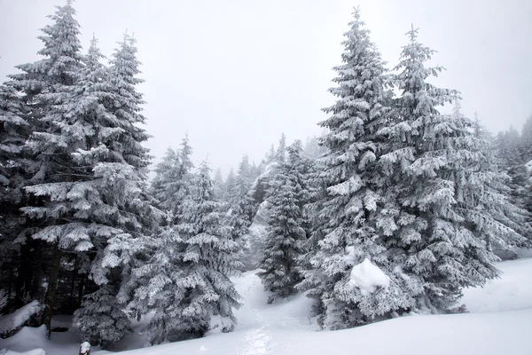 Les sapins dans la neige — Photo