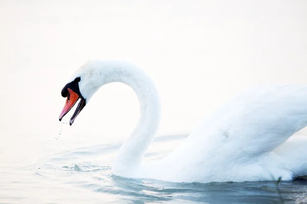 Cigno galleggiante sull'acqua — Foto Stock