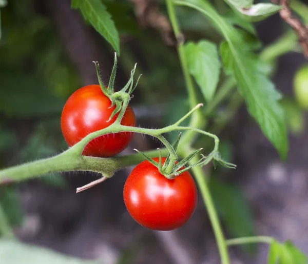 Tomates frescos en el jardín — Foto de Stock