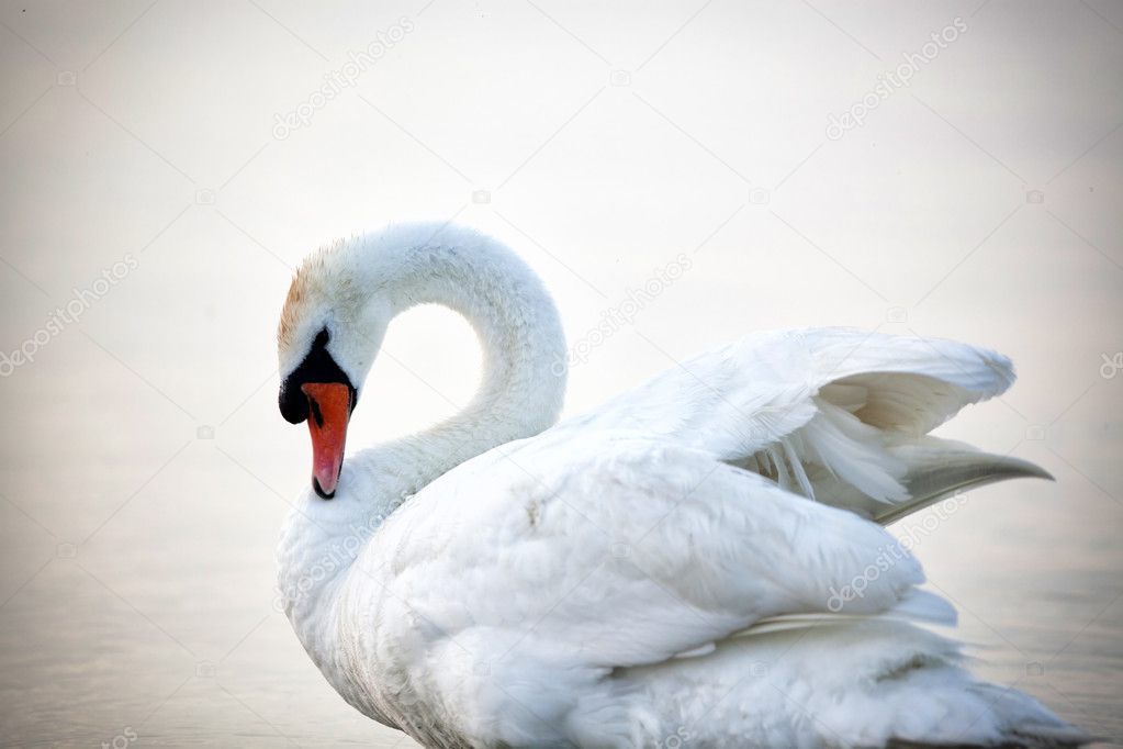 Swan floating on the water