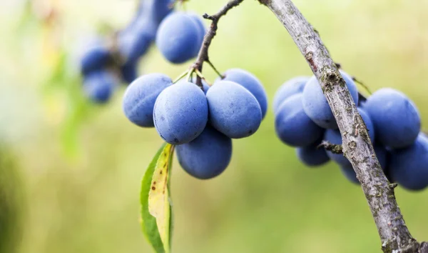 Plums on branch with copyspace — Stock Photo, Image
