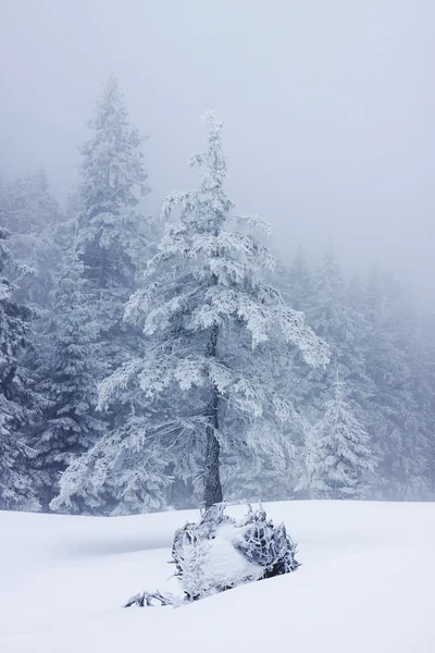 Pemandangan musim dingin — Stok Foto
