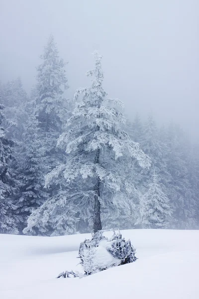 Paisaje invierno —  Fotos de Stock