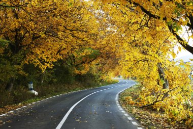 renkli kıvrımlı sonbahar road