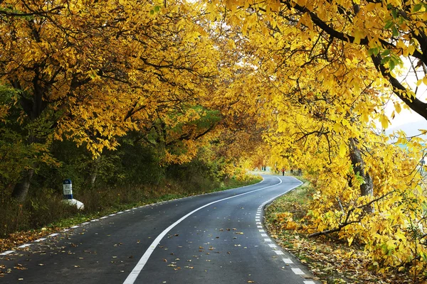 Uma estrada de outono curva colorida — Fotografia de Stock