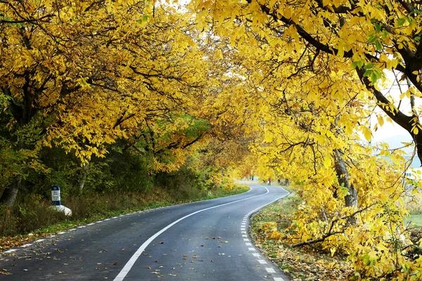 A colourful curving autumn road — Stock Photo, Image