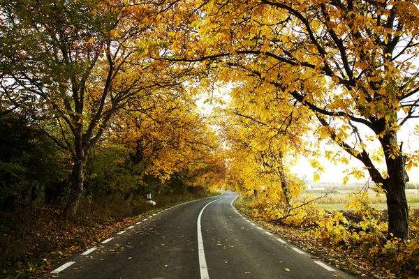 Uma estrada de outono curva colorida — Fotografia de Stock