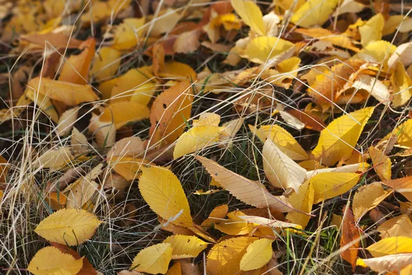 草の上の紅葉 — ストック写真