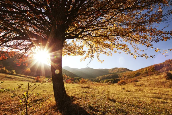 Árbol de otoño hermoso solitario — Foto de Stock
