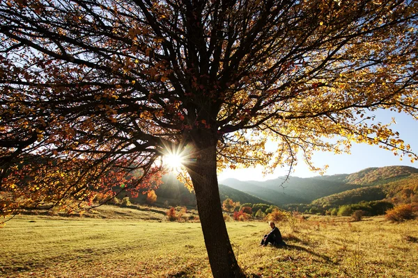 Färgglad höst träd vid solnedgången med kvinna sitter och överväger natur — Stockfoto