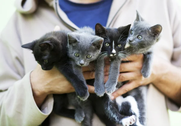 Woman holding cute black kittens — Stock Photo, Image