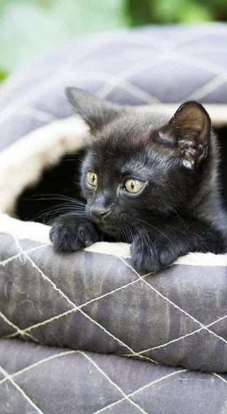 Cute black kitten — Stock Photo, Image