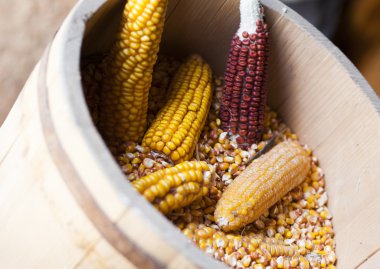 yeşil yaprakları arasında mısır mısır koçanı