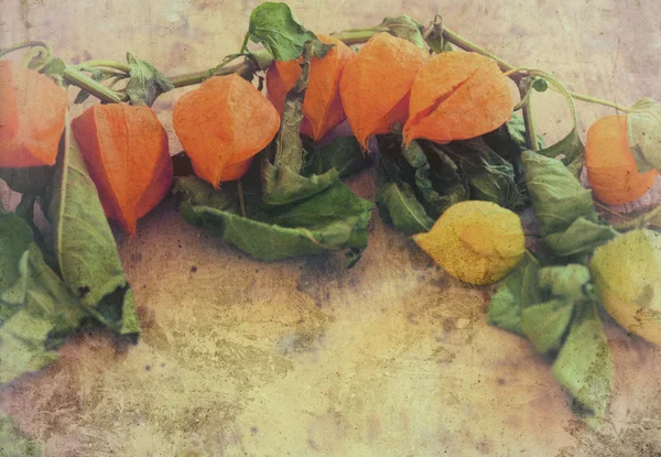 Physalis en madera — Foto de Stock