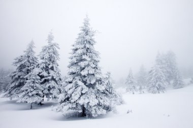 Noel arka plan karlı köknar ile