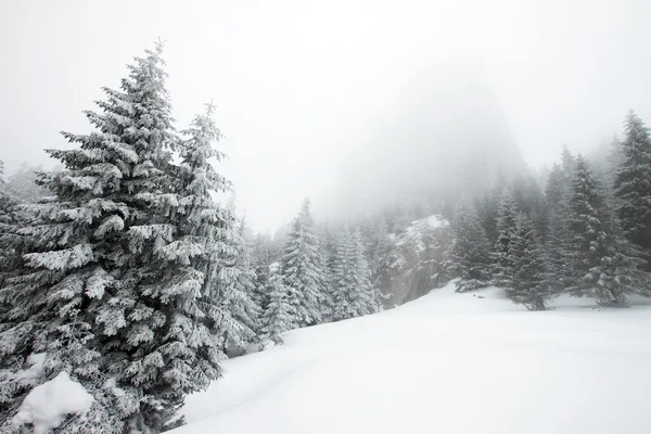 Рождественский фон со снежными деревьями — стоковое фото