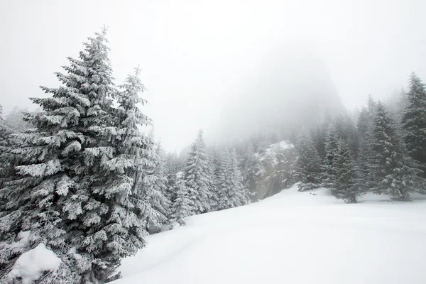 Kerstmis achtergrond met besneeuwde sparren — Stockfoto