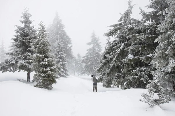 圣诞节背景与雪冷杉 — 图库照片
