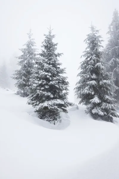 Χριστούγεννα φόντο με χιονισμένα έλατα — Φωτογραφία Αρχείου