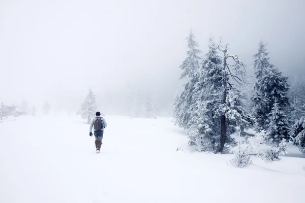 눈 덮인 전나무 크리스마스 배경 — 스톡 사진