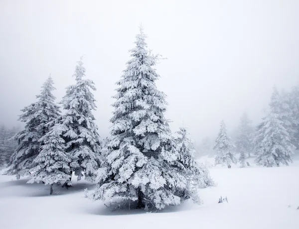 Fond de Noël avec sapins neigeux — Photo