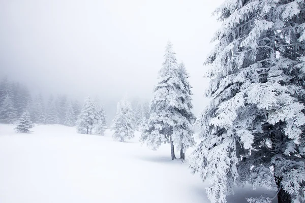 Рождественский фон со снежными деревьями — стоковое фото