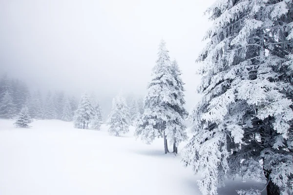 Fond de Noël avec sapins neigeux — Photo