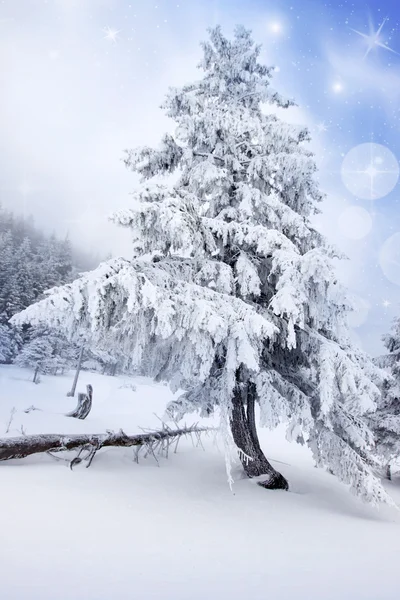 Fundo de Natal com abetos nevados — Fotografia de Stock