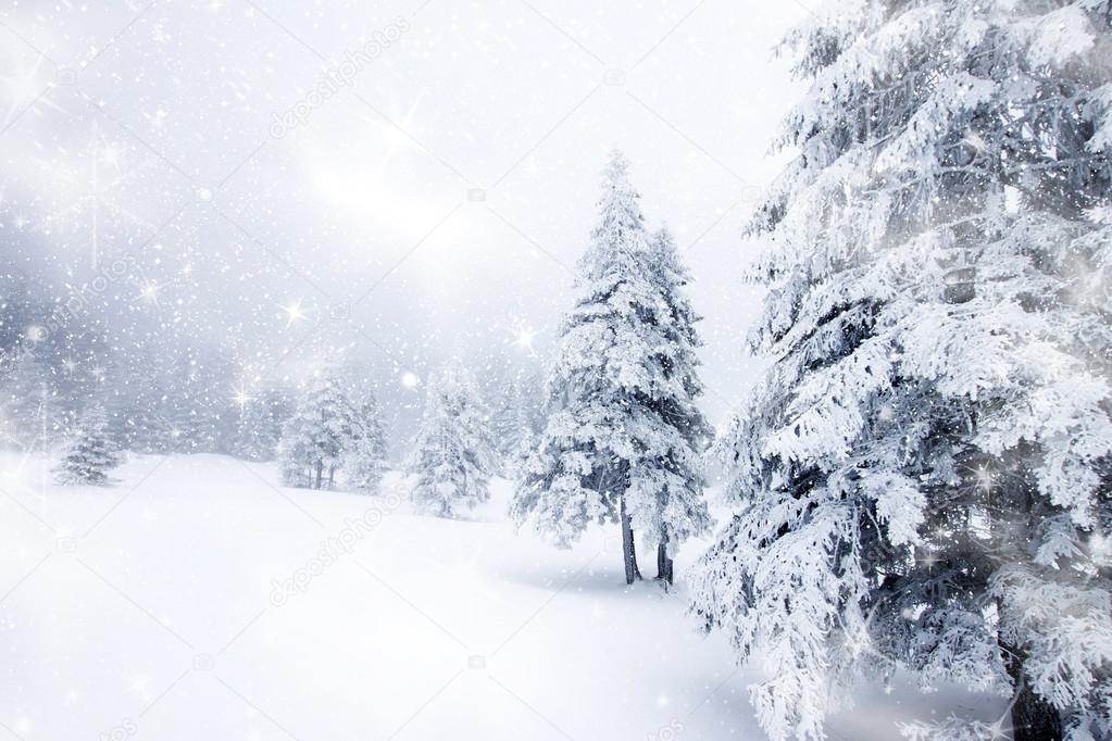 Christmas background with snowy firs