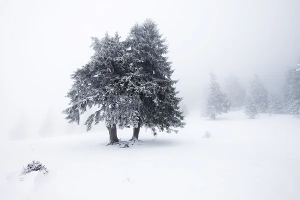 有白雪杉树的圣诞背景 — 图库照片