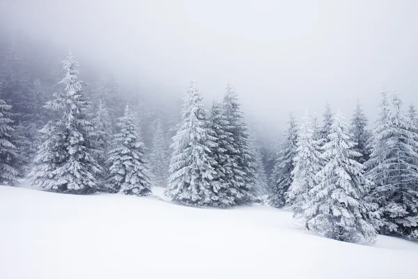 Fond de Noël avec sapins neigeux — Photo