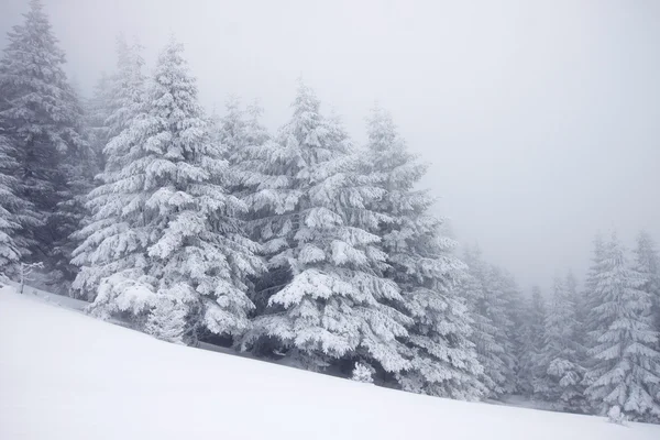 雪のモミの木とクリスマスの背景 — ストック写真