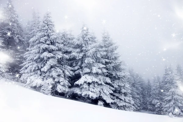 有白雪杉树的圣诞背景 — 图库照片