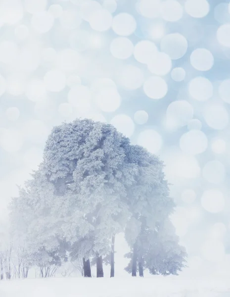 Paysage hivernal avec des arbres enneigés — Photo