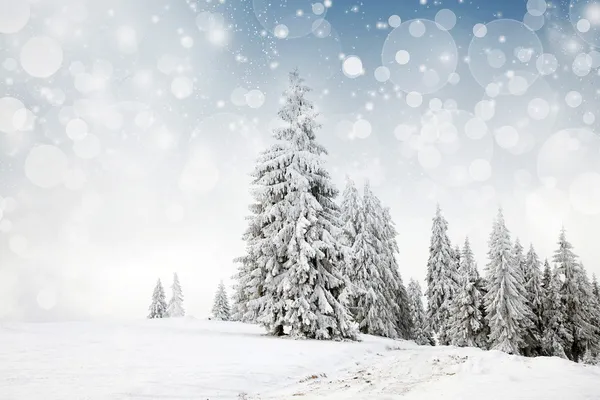 Jul bakgrund med snöiga gran träd — Stockfoto