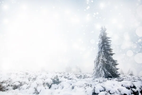 Fond de Noël avec sapins neigeux — Photo