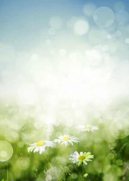 Vintage spring background — Stock Photo, Image