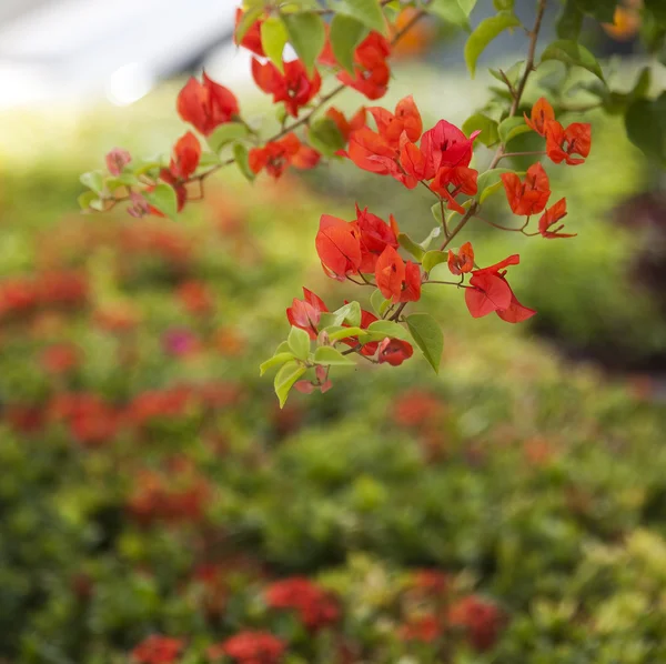 Red blossom on tree — Stock Image Red blossom on tree Royalty Free Stock Photos