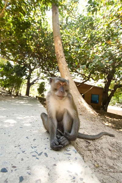 Cute monkey — Stock Photo, Image