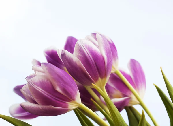 Tulipanes rosados — Foto de Stock