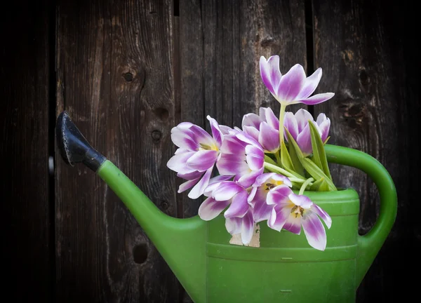 Pink tulips in pot — Stock Photo, Image