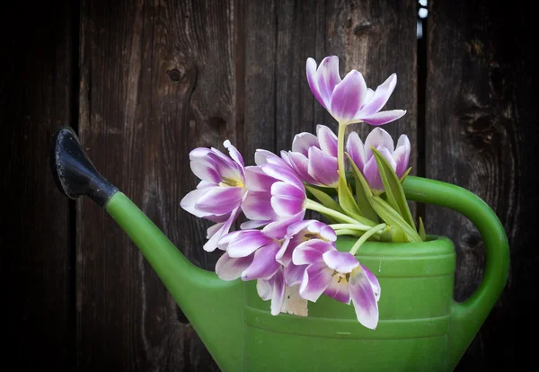 Pink tulips in pot — Stock Photo, Image