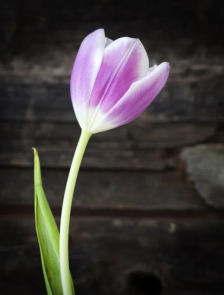 Pink tulip — Stock Photo, Image