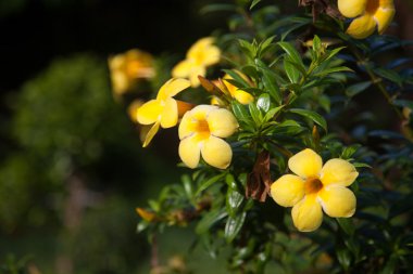 Sarı hibiscus çiçek