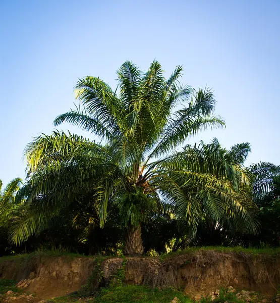 Palme — Foto Stock