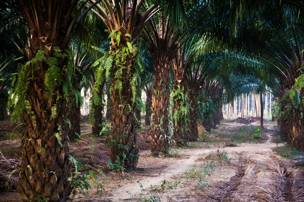 Palm trees plantation — Stock Photo, Image