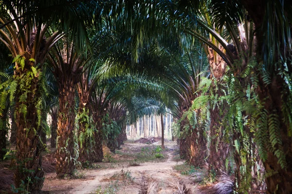 Palm trees plantation — Stock Photo, Image